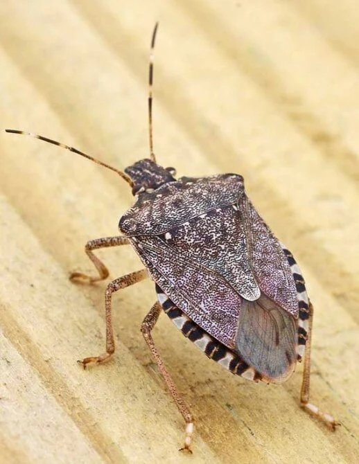 The-brown-marmorated-stink-bug-DEUFOL-001